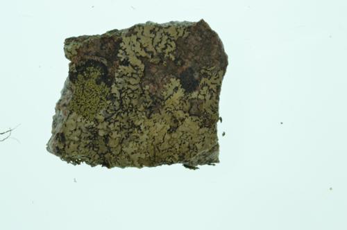 Map Lichens